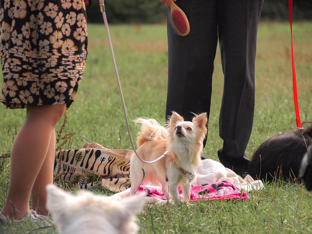 Dog show, hampshire