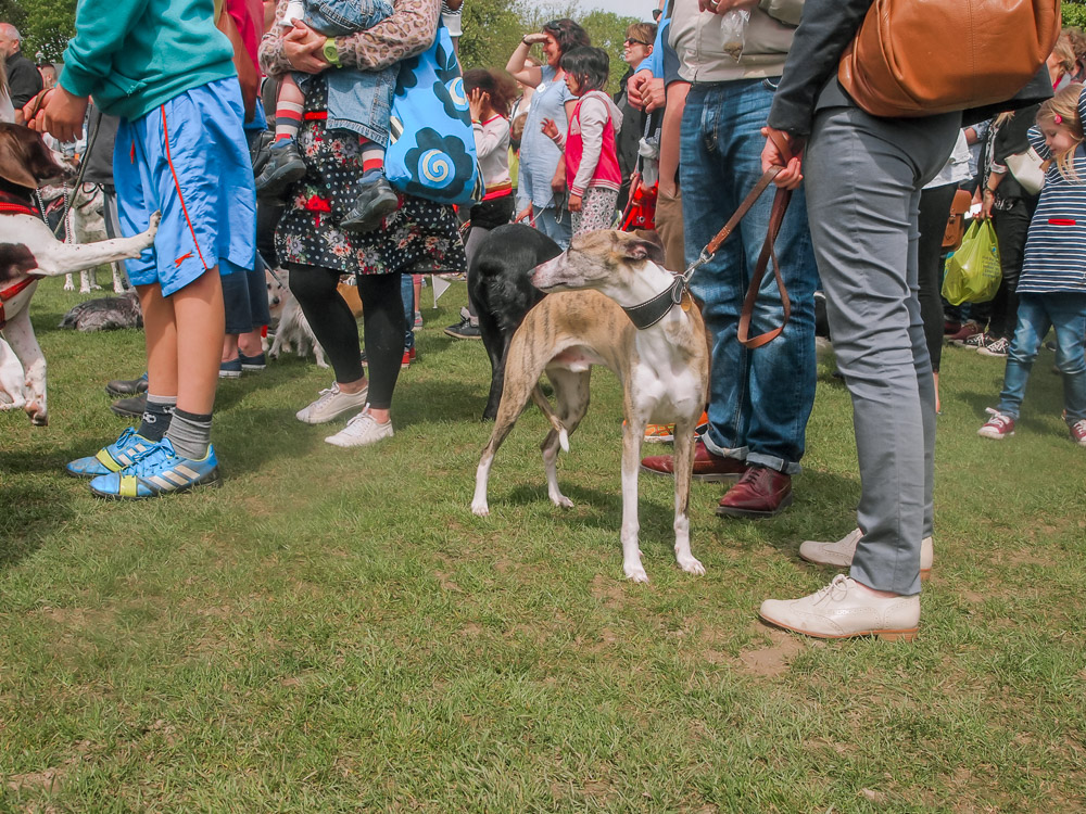 Dog show, hampshire