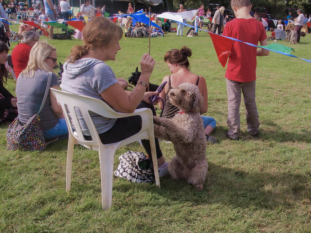 Dog show, hampshire