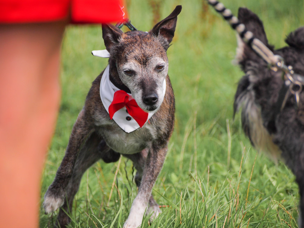 Dog show, hampshire