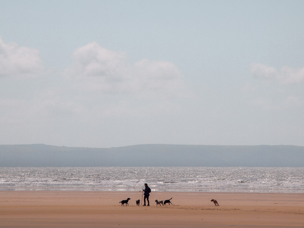 Dogs on the beach, Saunton Sands, North Devon